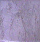 g-aube.jpg (7889 bytes)
